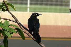 Carib Grackle