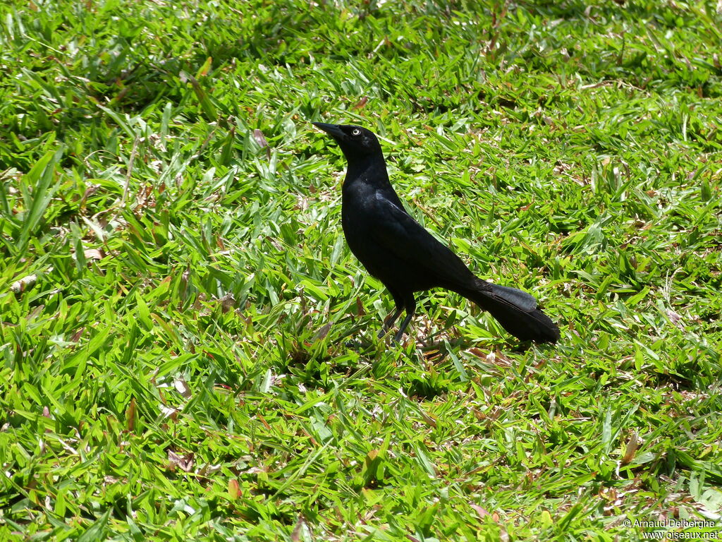 Greater Antillean Grackle