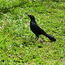 Quiscale noir