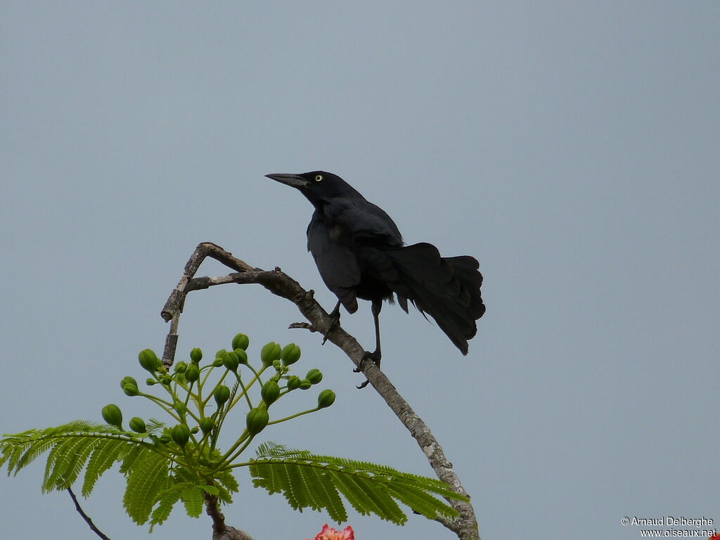 Greater Antillean Grackle