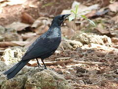 Cuban Blackbird