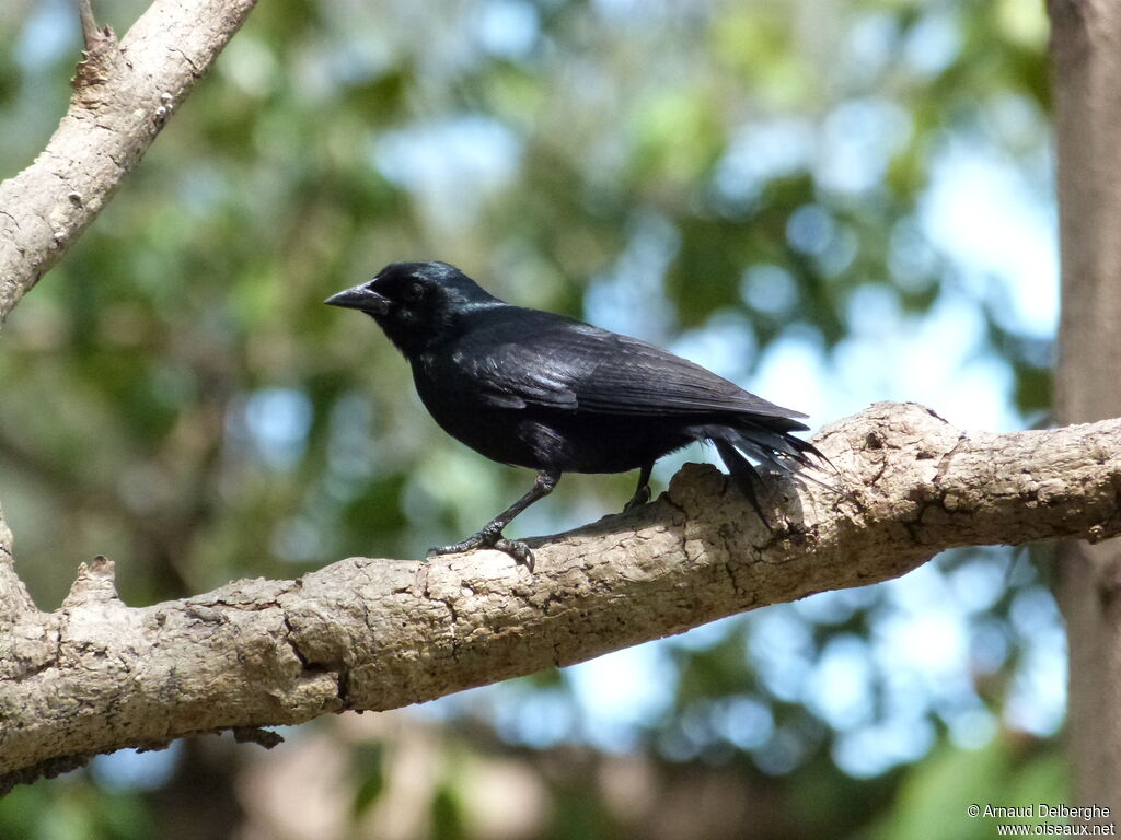 Cuban Blackbird