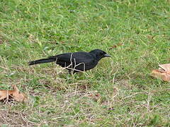 Cuban Blackbird