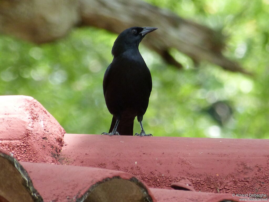 Cuban Blackbird