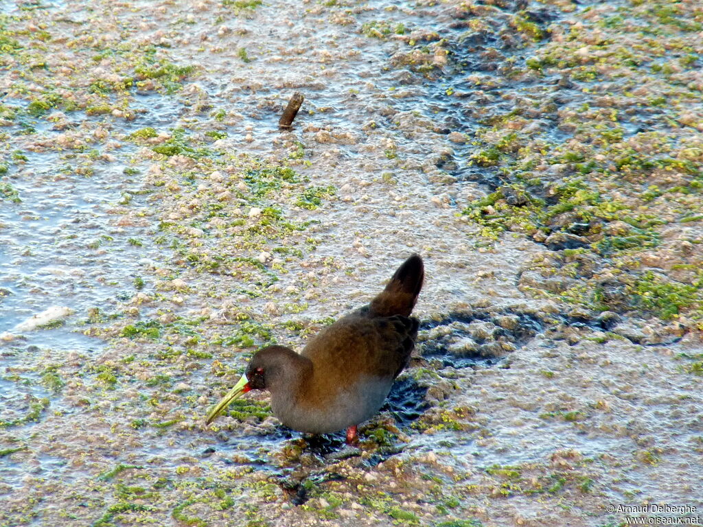 Plumbeous Rail