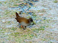 Plumbeous Rail