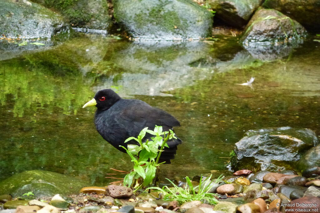 Black Crake