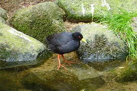 Black Crake