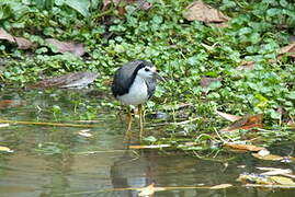 White-breasted Waterhen