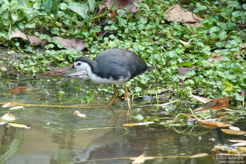 White-breasted Waterhen