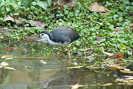 White-breasted Waterhen