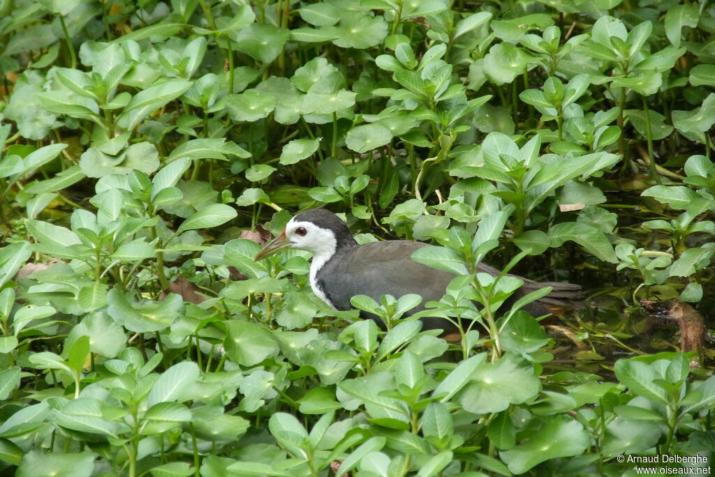 White-breasted Waterhen