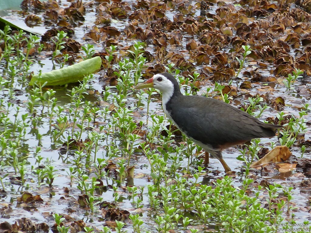 White-breasted Waterhen