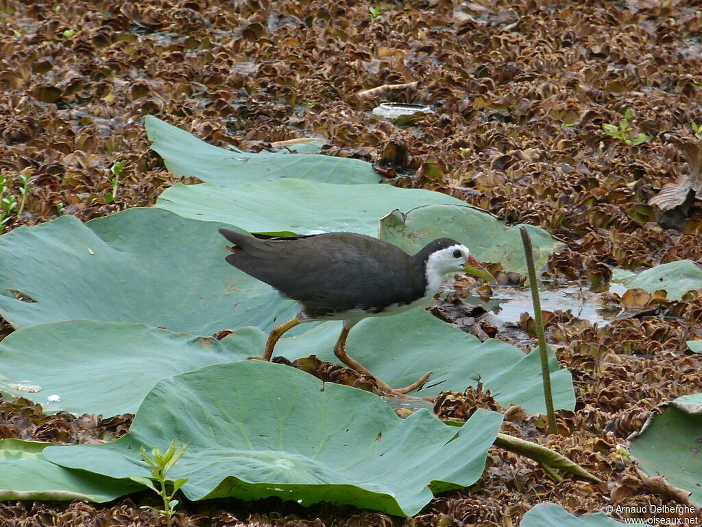 Râle à poitrine blanche