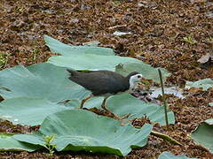 White-breasted Waterhen