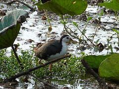 White-breasted Waterhen