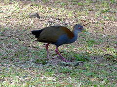 Slaty-breasted Wood Rail