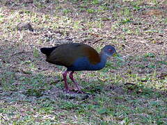 Slaty-breasted Wood Rail