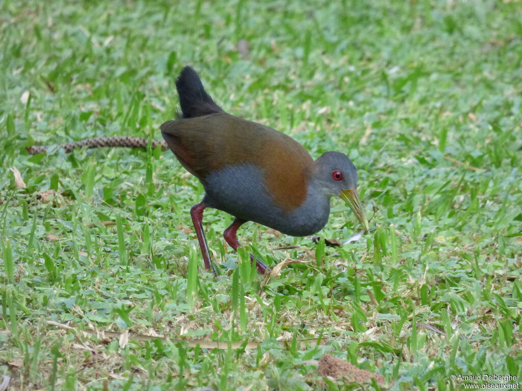 Slaty-breasted Wood Rail