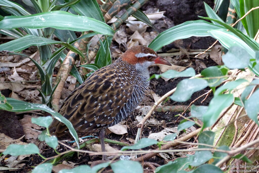 Buff-banded Rail