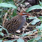 Râle tiklin