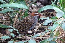 Buff-banded Rail