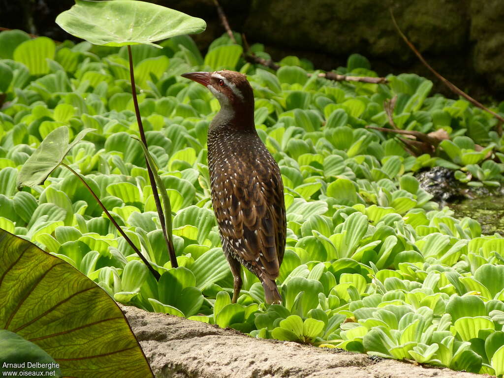 Buff-banded Railadult, habitat