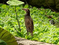 Buff-banded Rail