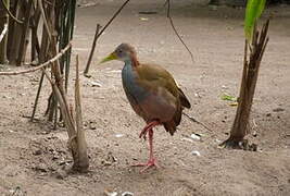 Giant Wood Rail