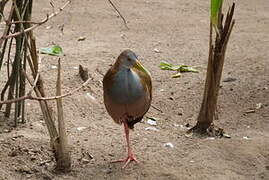 Giant Wood Rail