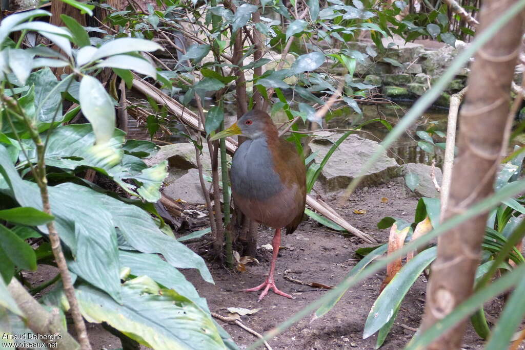 Giant Wood Railadult, habitat, pigmentation