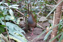 Giant Wood Rail