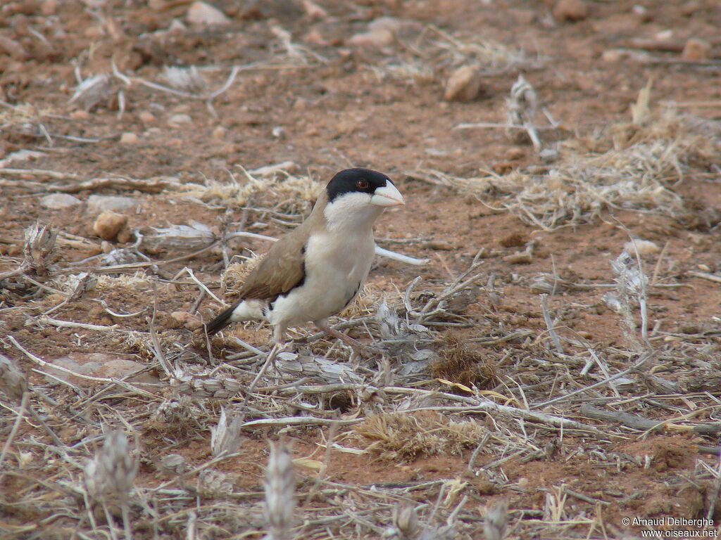 Black-capped Social Weaver