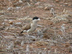 Black-capped Social Weaver