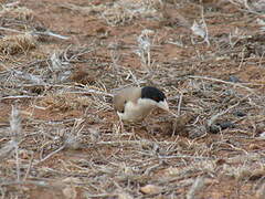 Black-capped Social Weaver