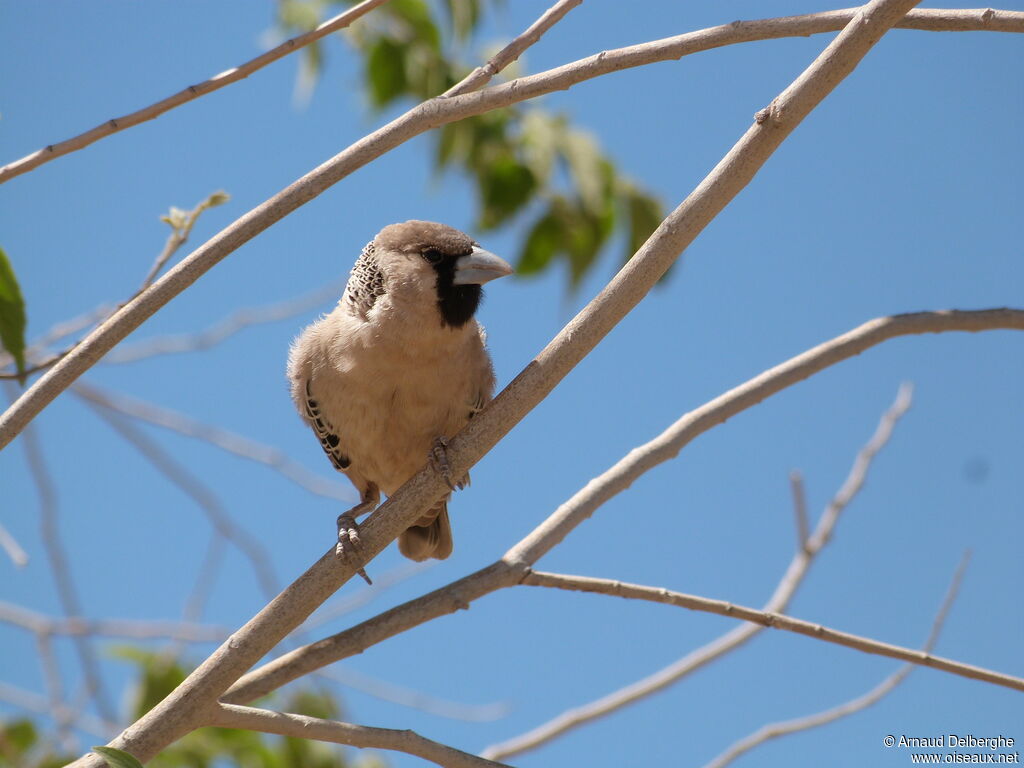 Sociable Weaver