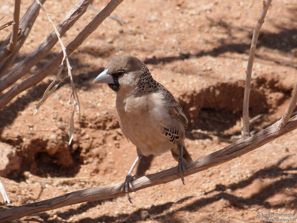 Sociable Weaver