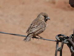 Sociable Weaver