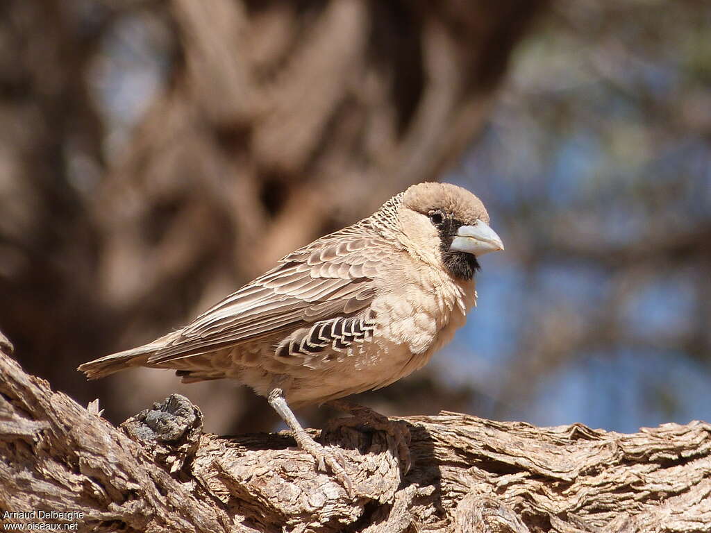 Sociable Weaveradult, identification