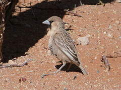 Sociable Weaver