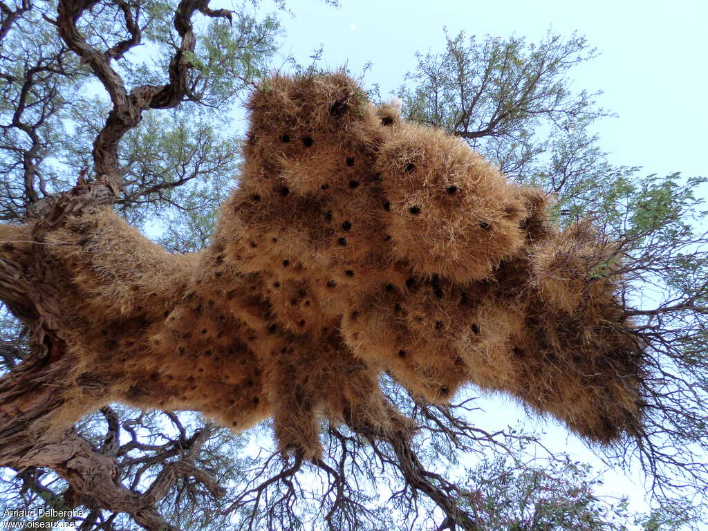 Sociable Weaver, habitat, Reproduction-nesting