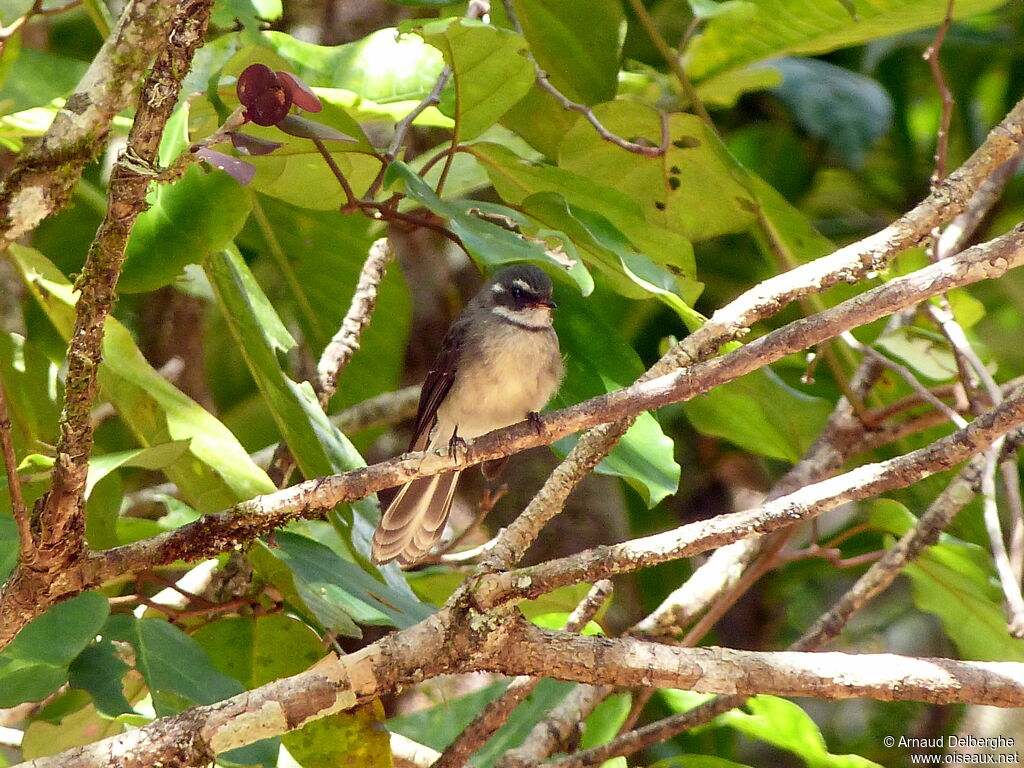 Grey Fantail