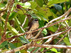 Grey Fantail