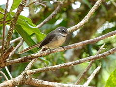 Grey Fantail