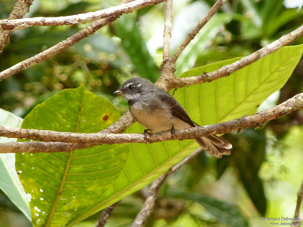 Grey Fantail