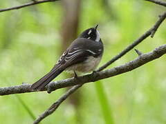 Grey Fantail