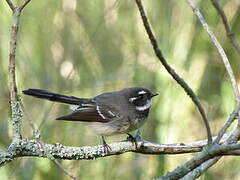 Grey Fantail