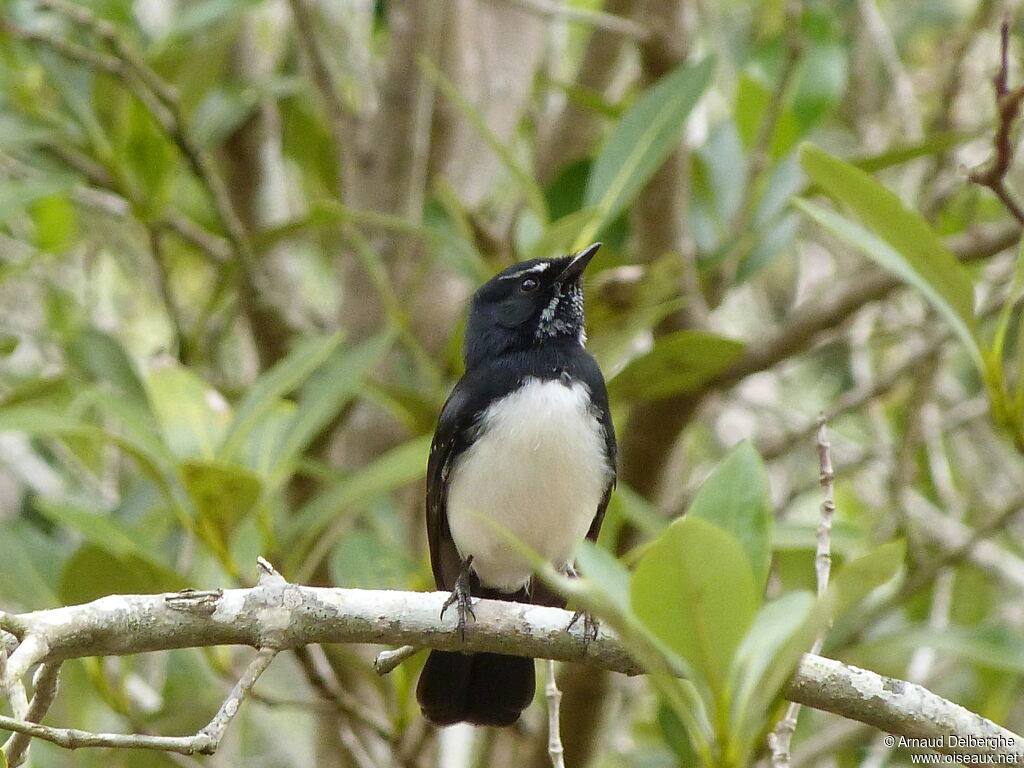 Willie Wagtail