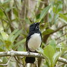 Rhipidure hochequeue