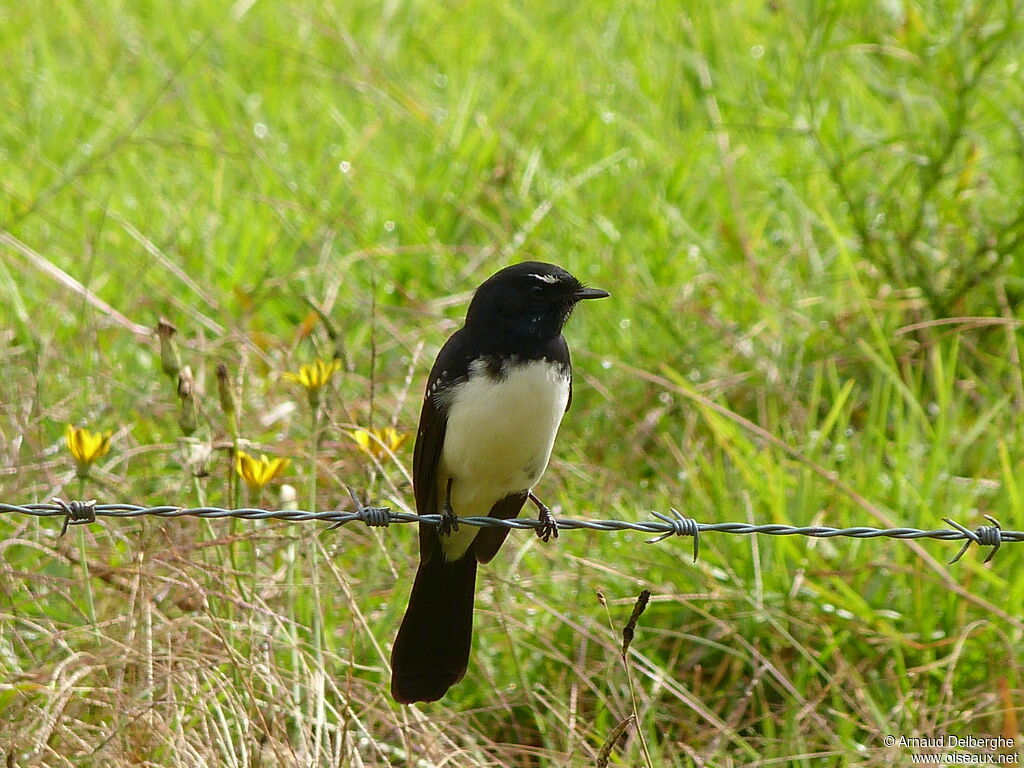 Willie Wagtail